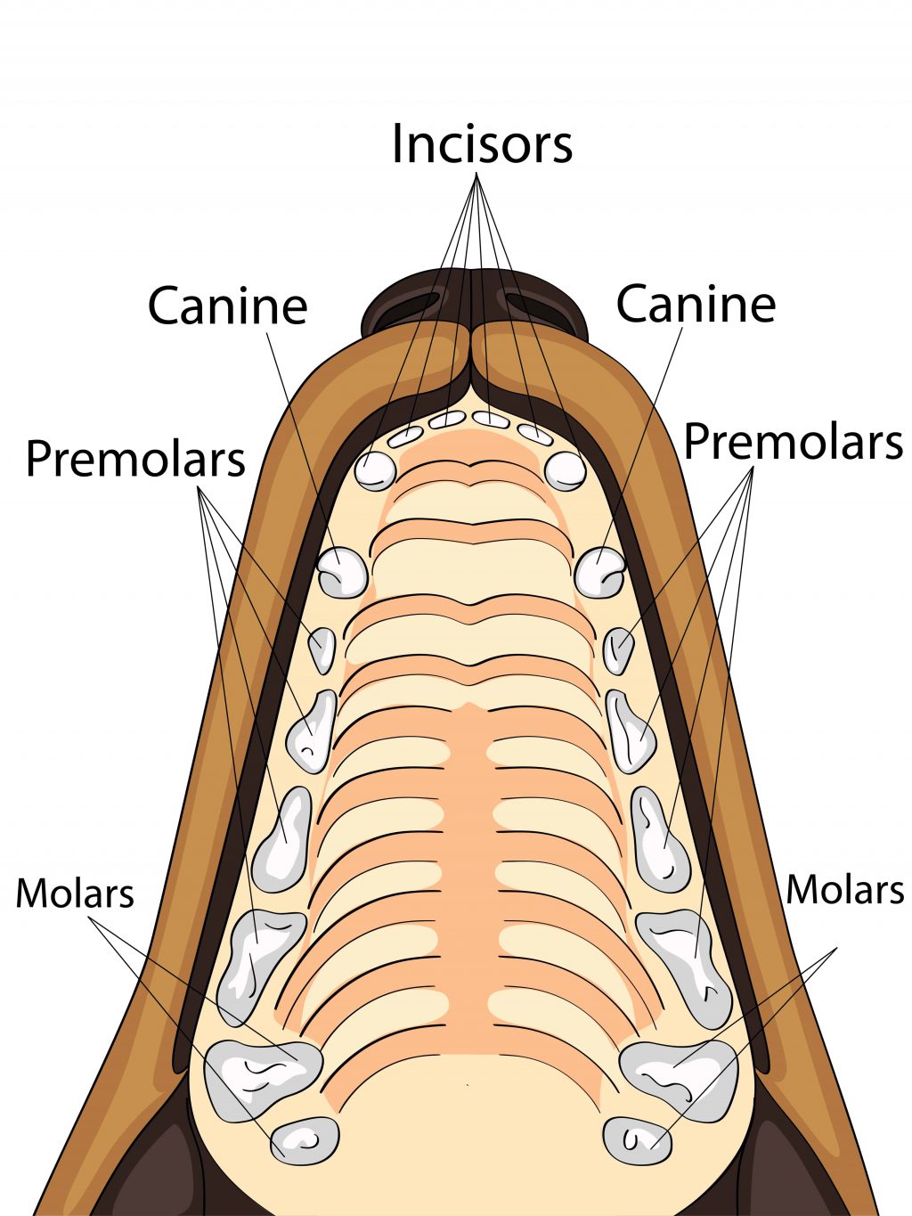 upper dog jaw with teeth