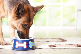 how long can dogs go without eating