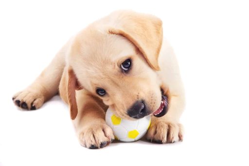 why do dogs like squeaky toys