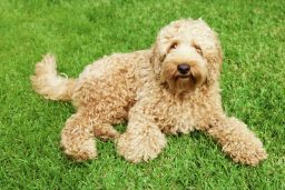 can labradoodles live outside