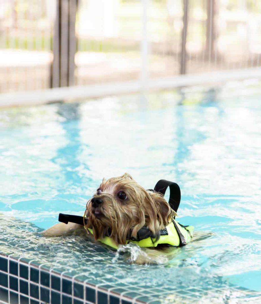 are yorkies good swimmers