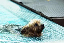 can a Yorkshire-Terrier swim
