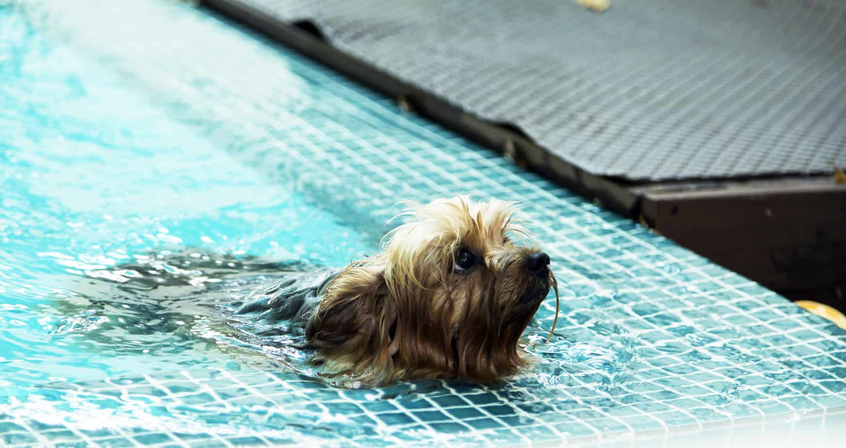 can a Yorkshire-Terrier swim