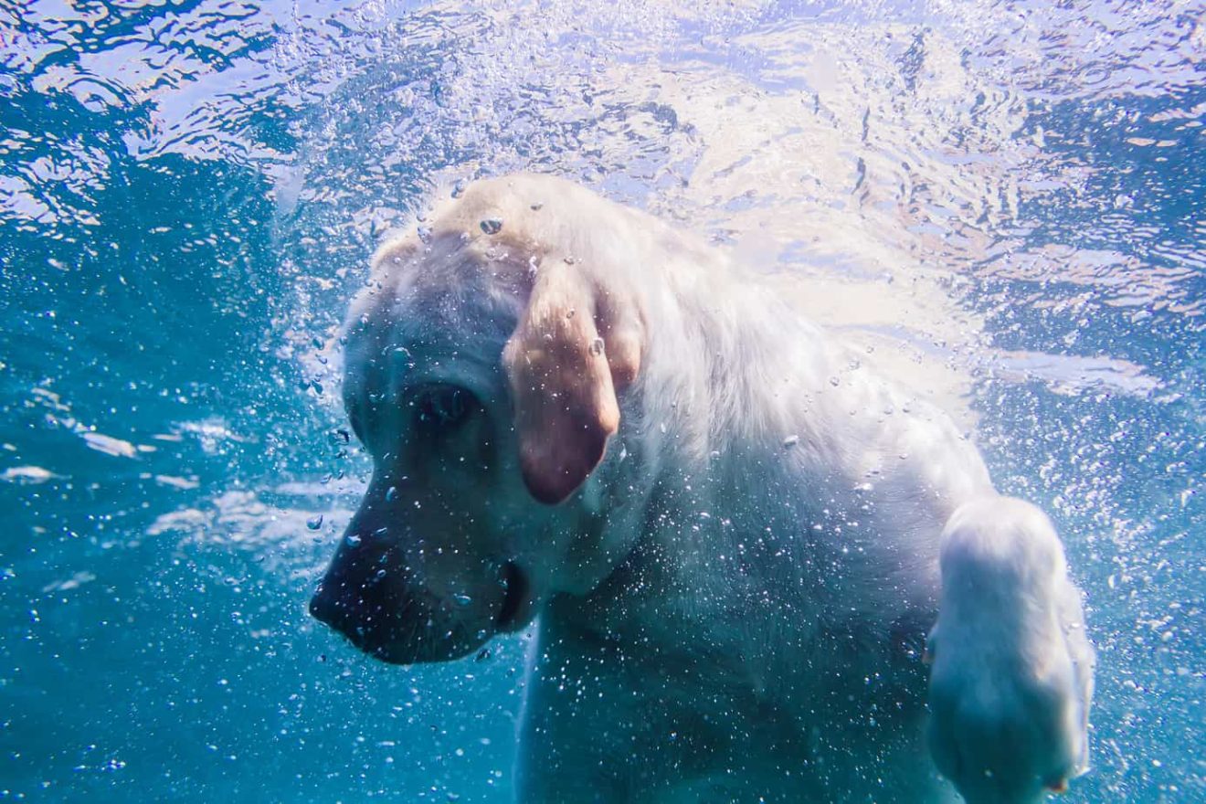 Can Dogs Swim Underwater? (And Are There Health Benefits?) - Pooch