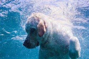 can dogs swim under water