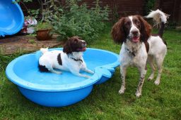 are english springer spaniels easy to train