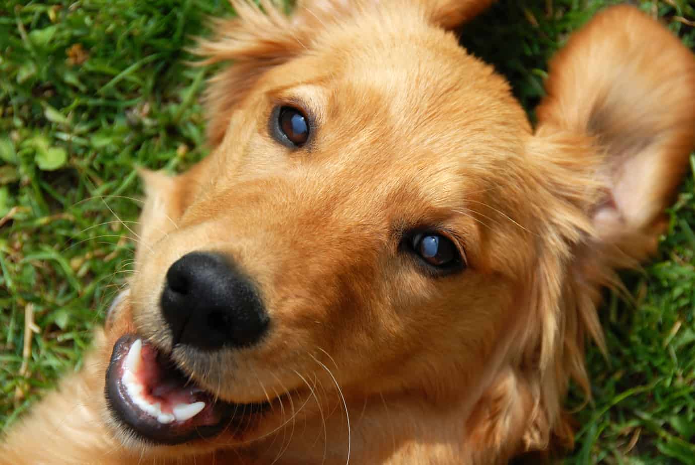 Are Golden Retrievers Hypoallergenic? Pooch Authority