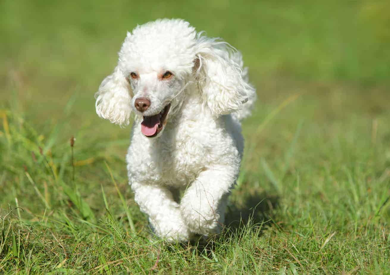 White toy poodle running