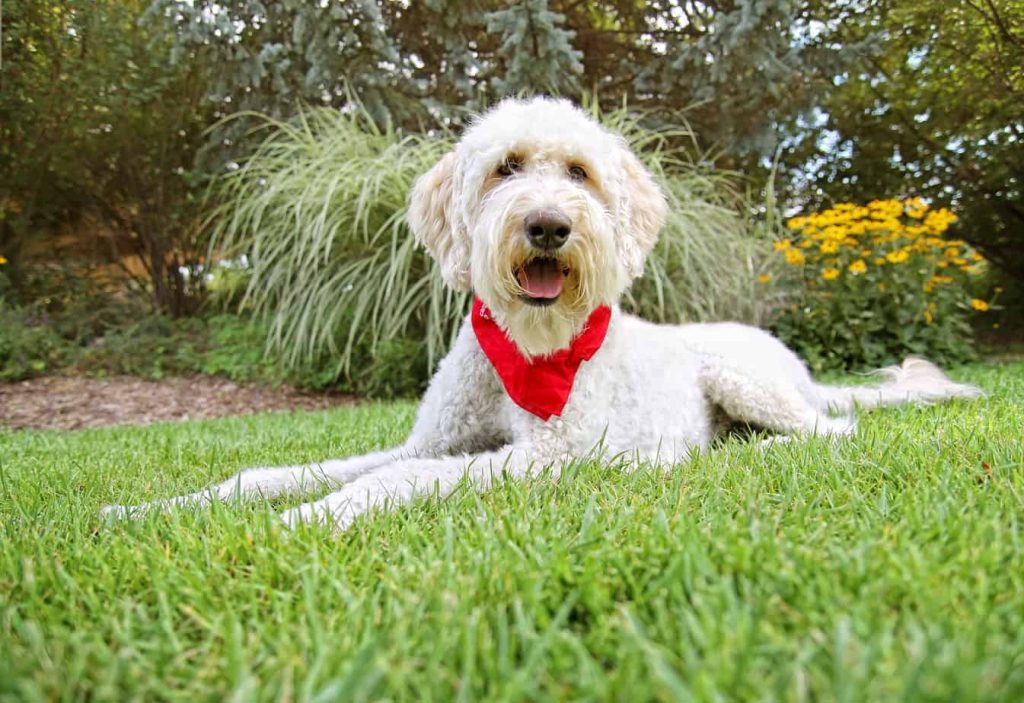 Can A GoldenDoodle Make A Good Service Dog? Pooch Authority