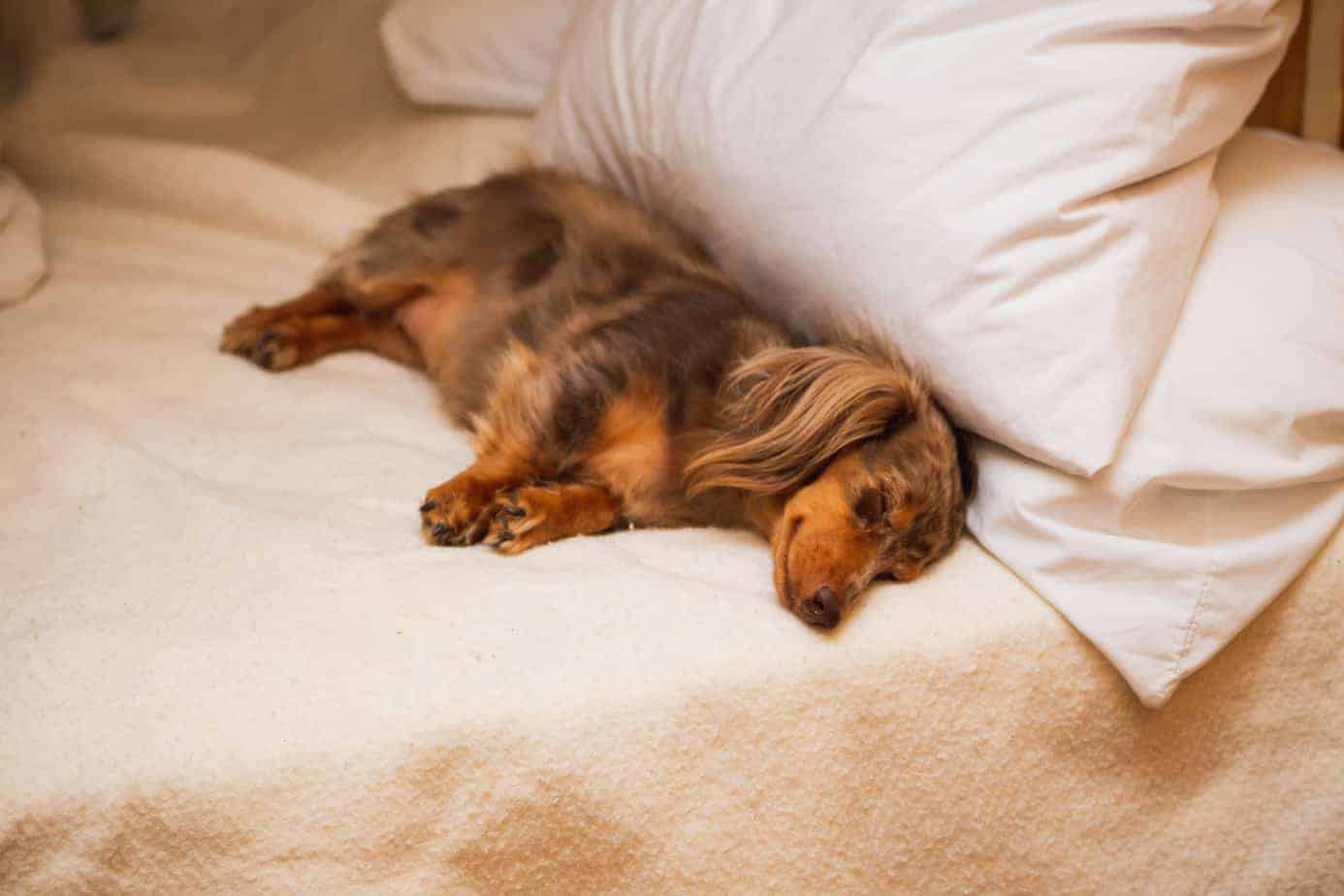 dapple dachshund on a bed