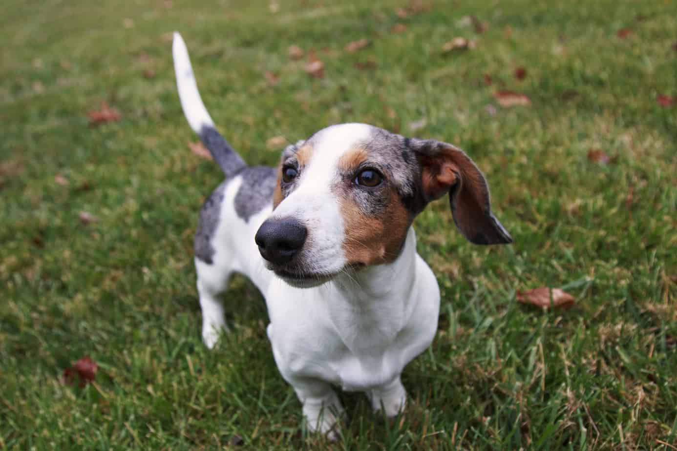 11 Things You Should Know About The Dapple Dachshund