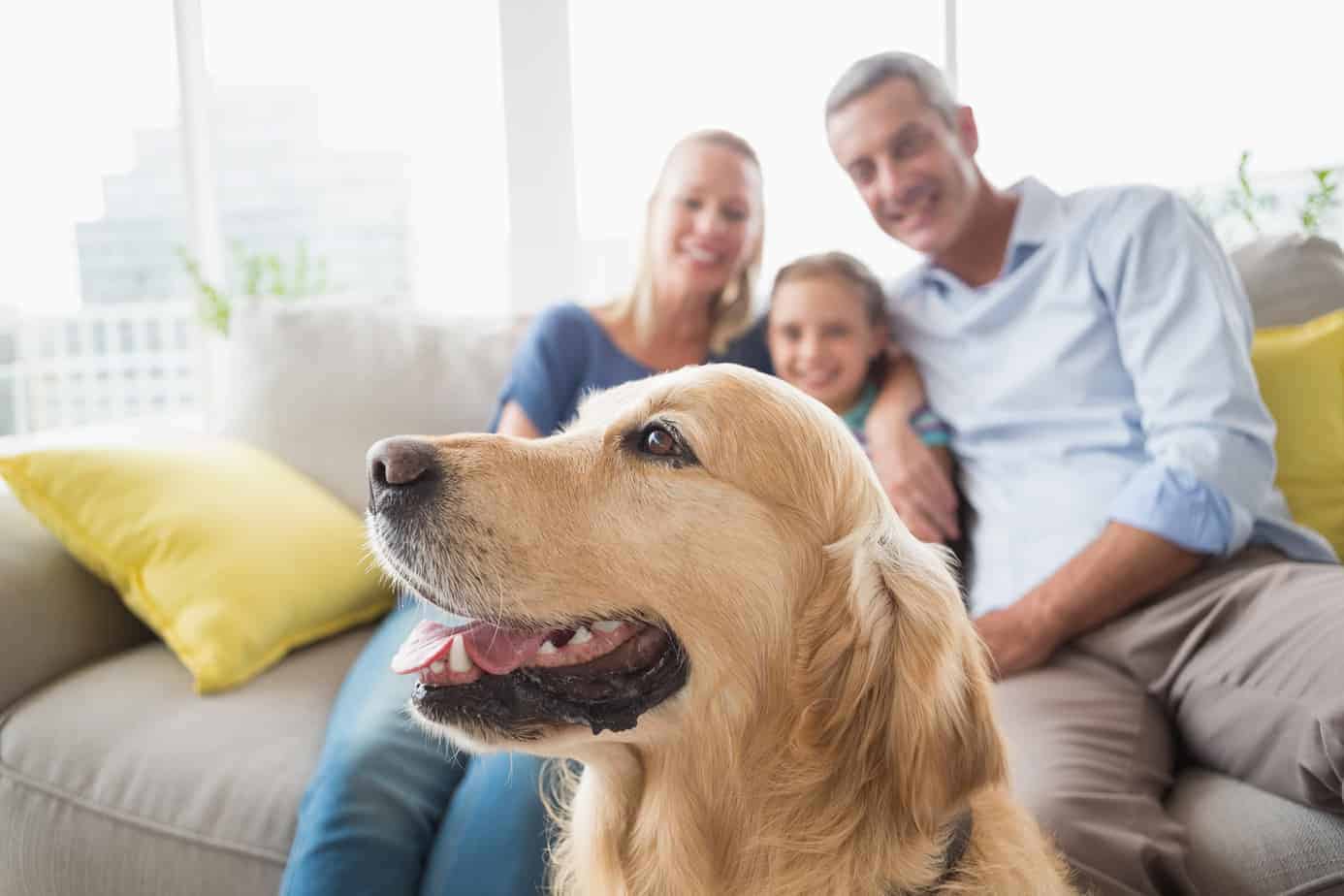 Golden Retriever with family in background at home