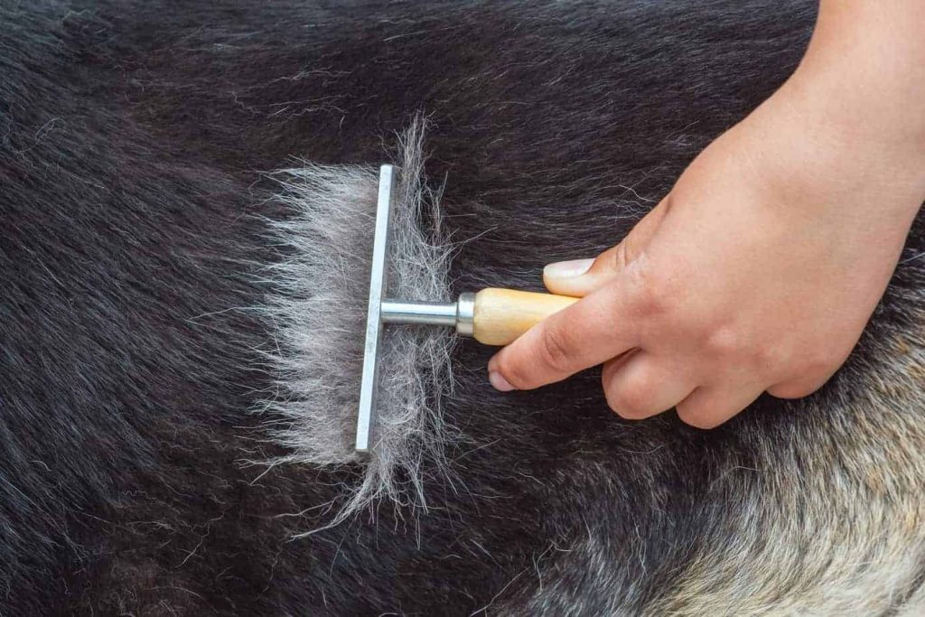 German Shepherd grooming brush