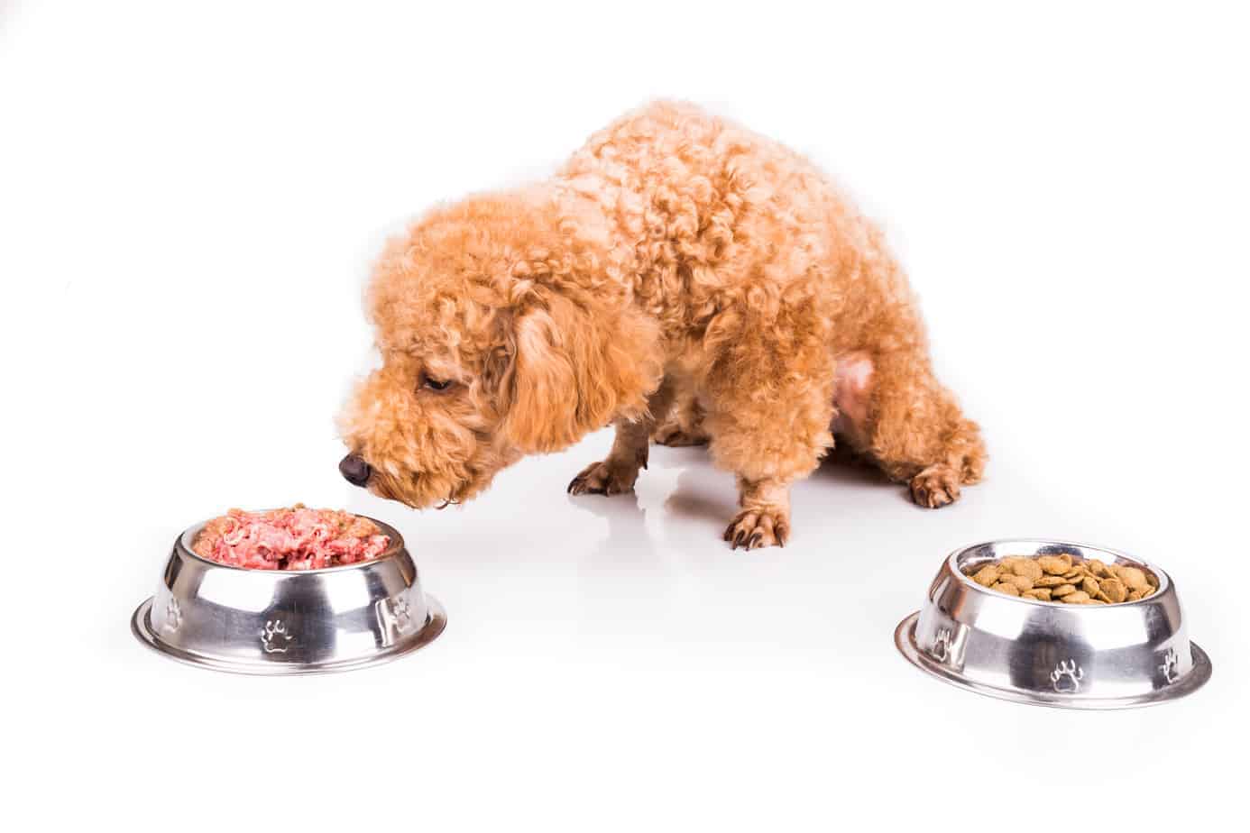 A Labradoodle sniffing some food