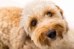 are labradoodles prone to anxiety
