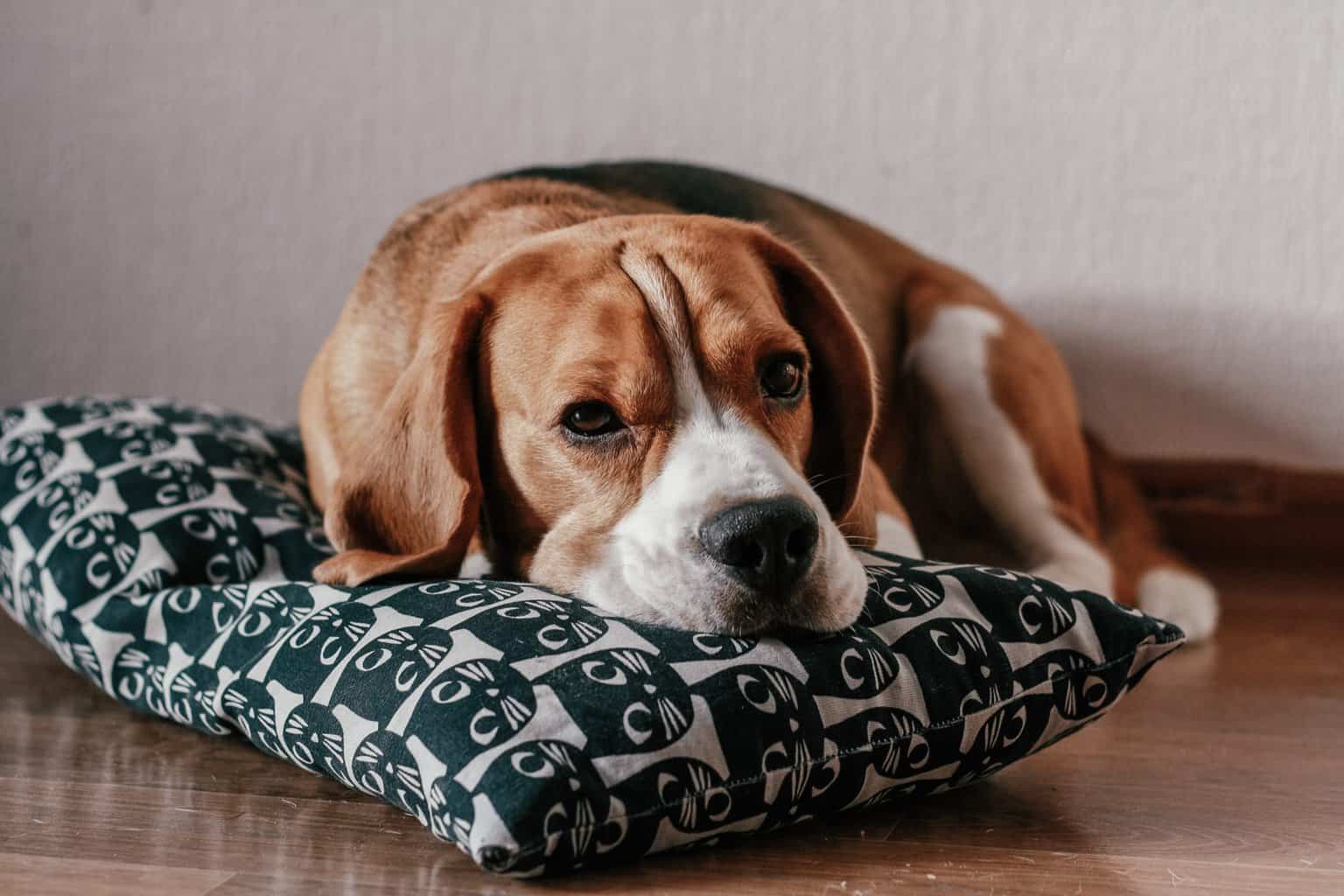 how old is the oldest beagle dog