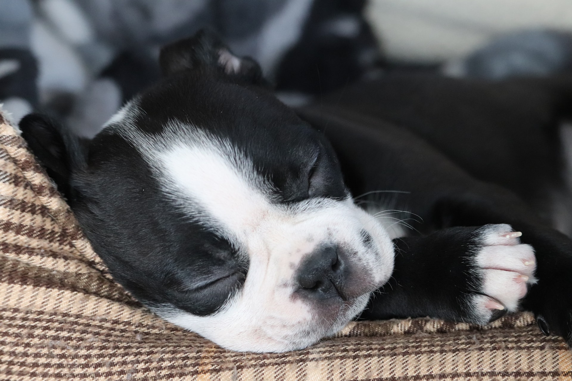A black and white colored Boston Terrier puppy enjoying a nap. Image by Julie Marsh from Unsplash.