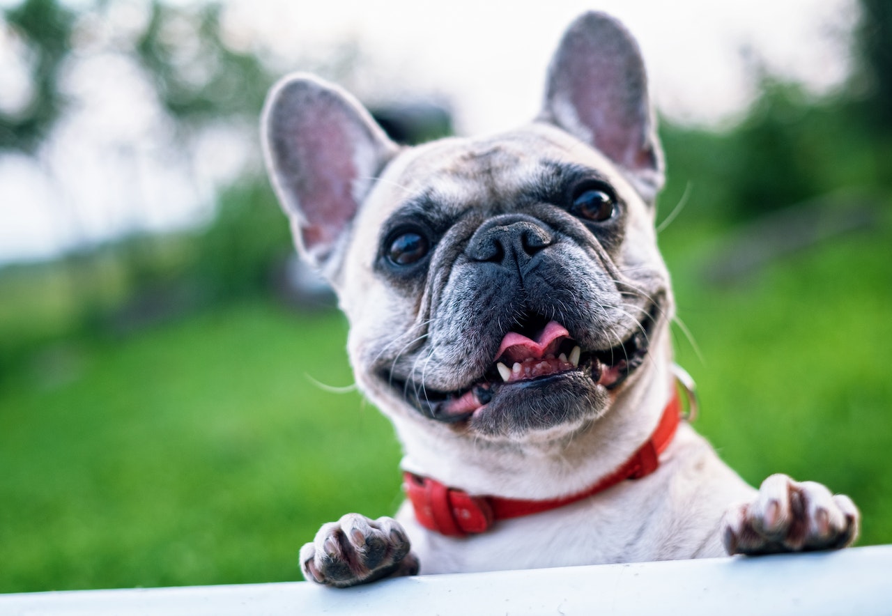 Happy Bull Pug. Image by Pixabay from Pexels.