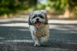 A white and grey Shih Tzu pup out on a walk.