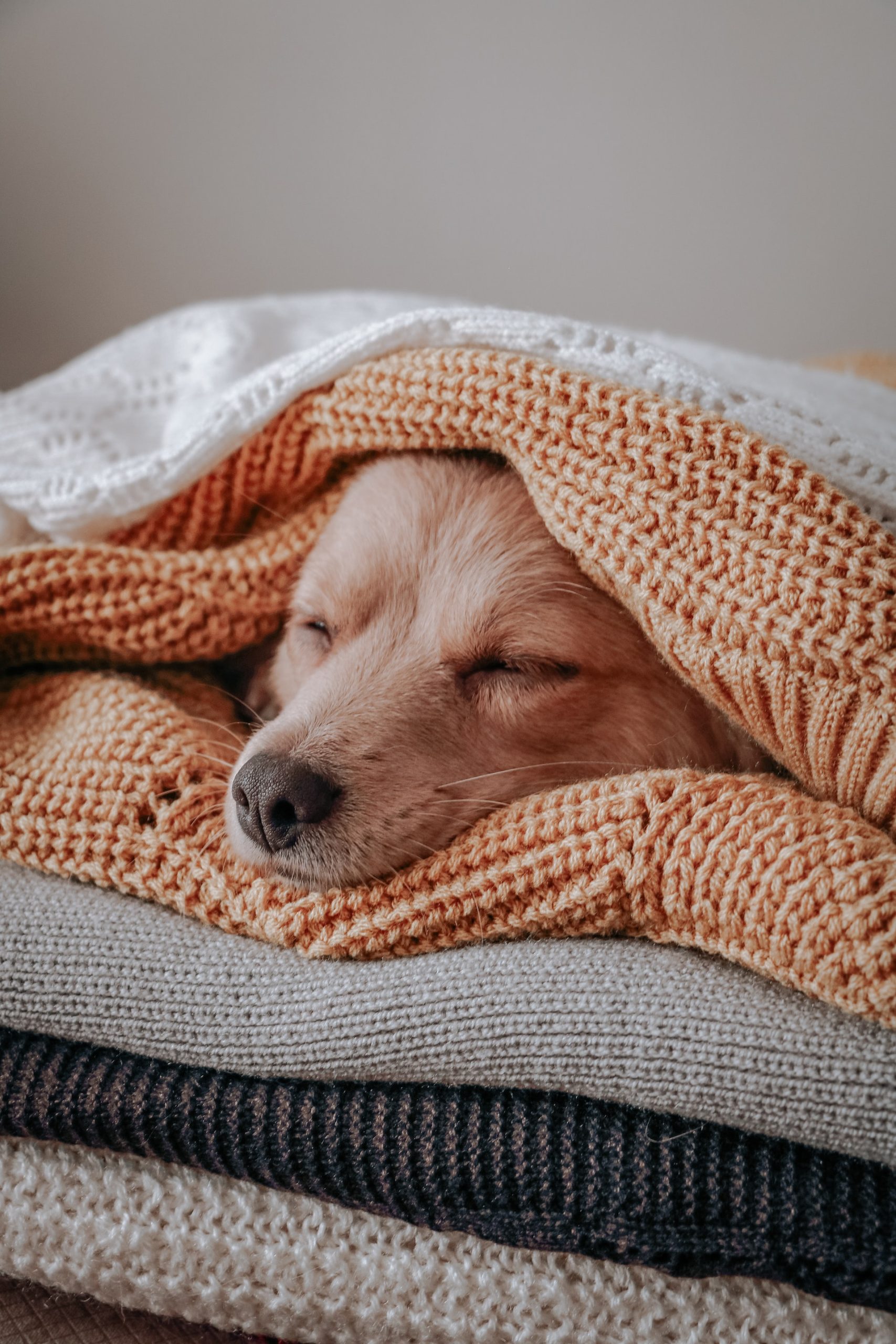 A puppy sleeping in-between a stack of blankets. Image by Sdf Rahbar from Unsplash.  