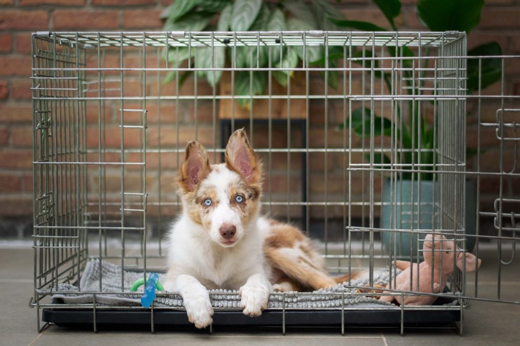 How to Crate Train Your Dog or Puppy A Comprehensive Guide Pooch Authority