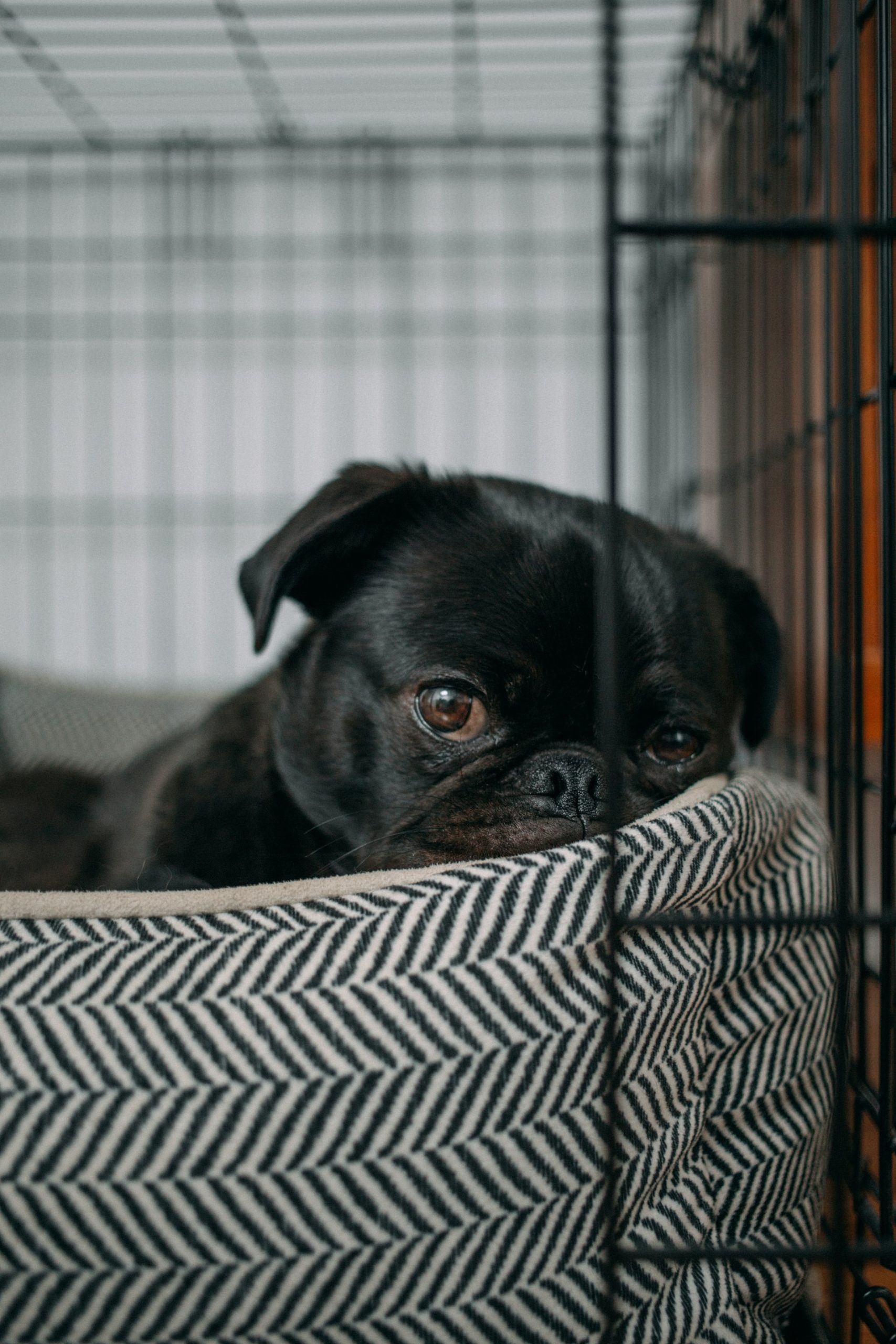 Comfy pup inside their crate. Image by Charles Deluvio from Unsplash.