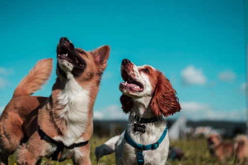 Photo of two dogs. Image by Camilo Fierro from Unsplash