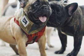 Two Frenchies out for a walk. Image by For Chen on Unsplash.