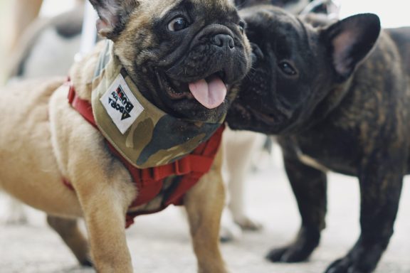 Two Frenchies out for a walk. Image by For Chen on Unsplash.