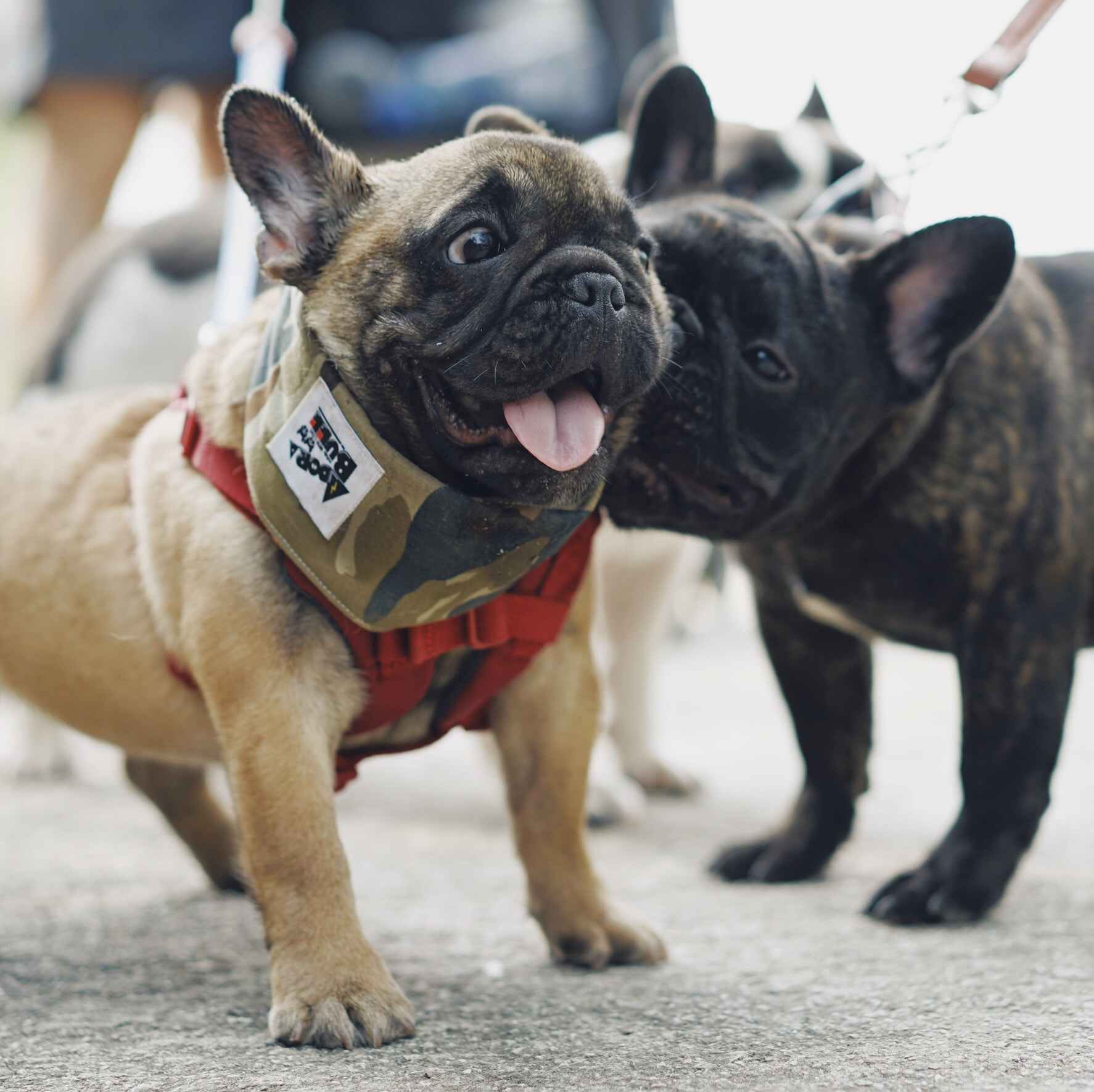 Mini French Bulldog vs French Bulldog: A Comparison - Pooch Authority