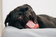 A black pug having a yawn while trying to sleep on their bed.