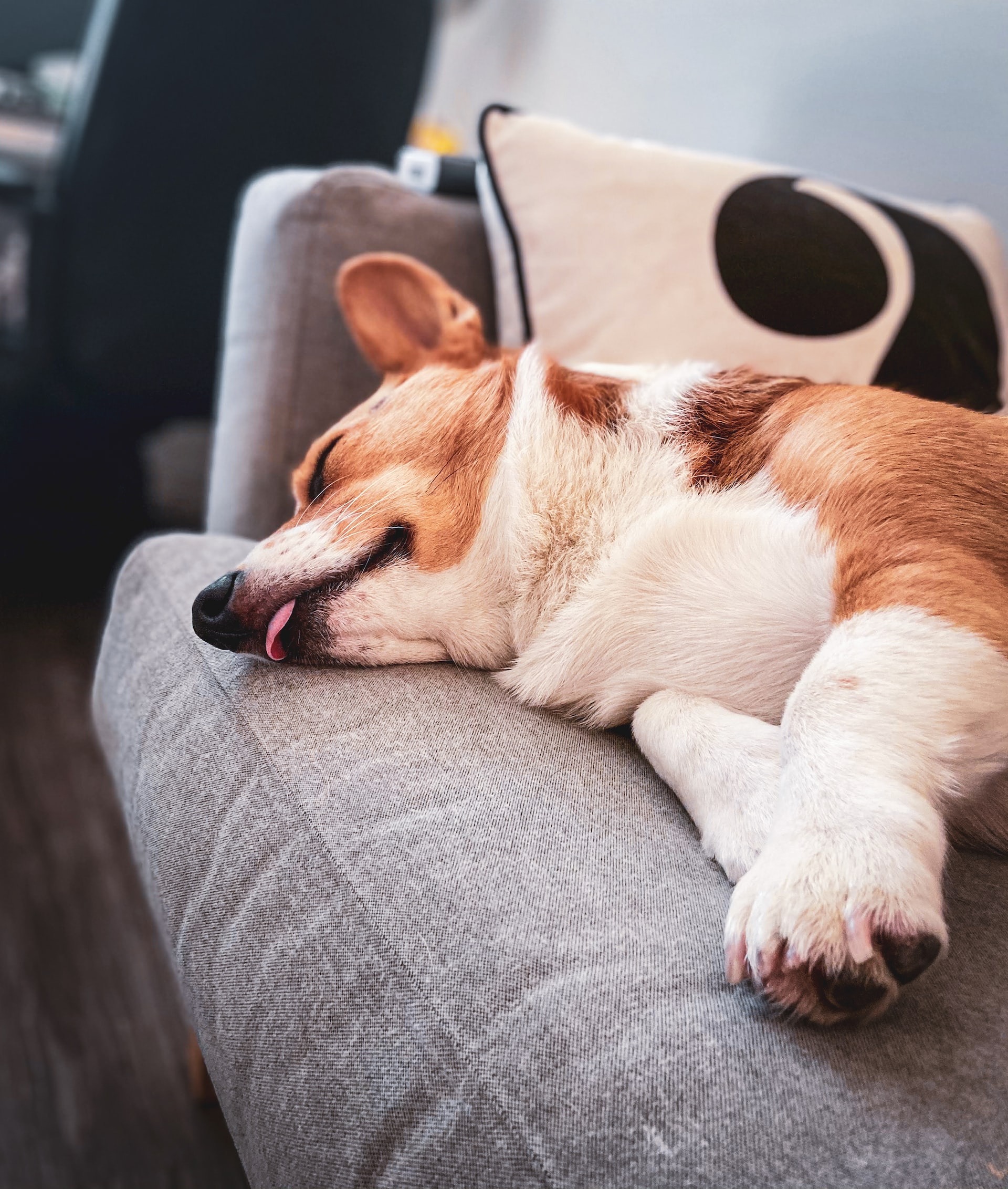 A puppy sleeping on a couch with it's tongue hanging out slightly. Image by Samantha Jean from Unsplash.