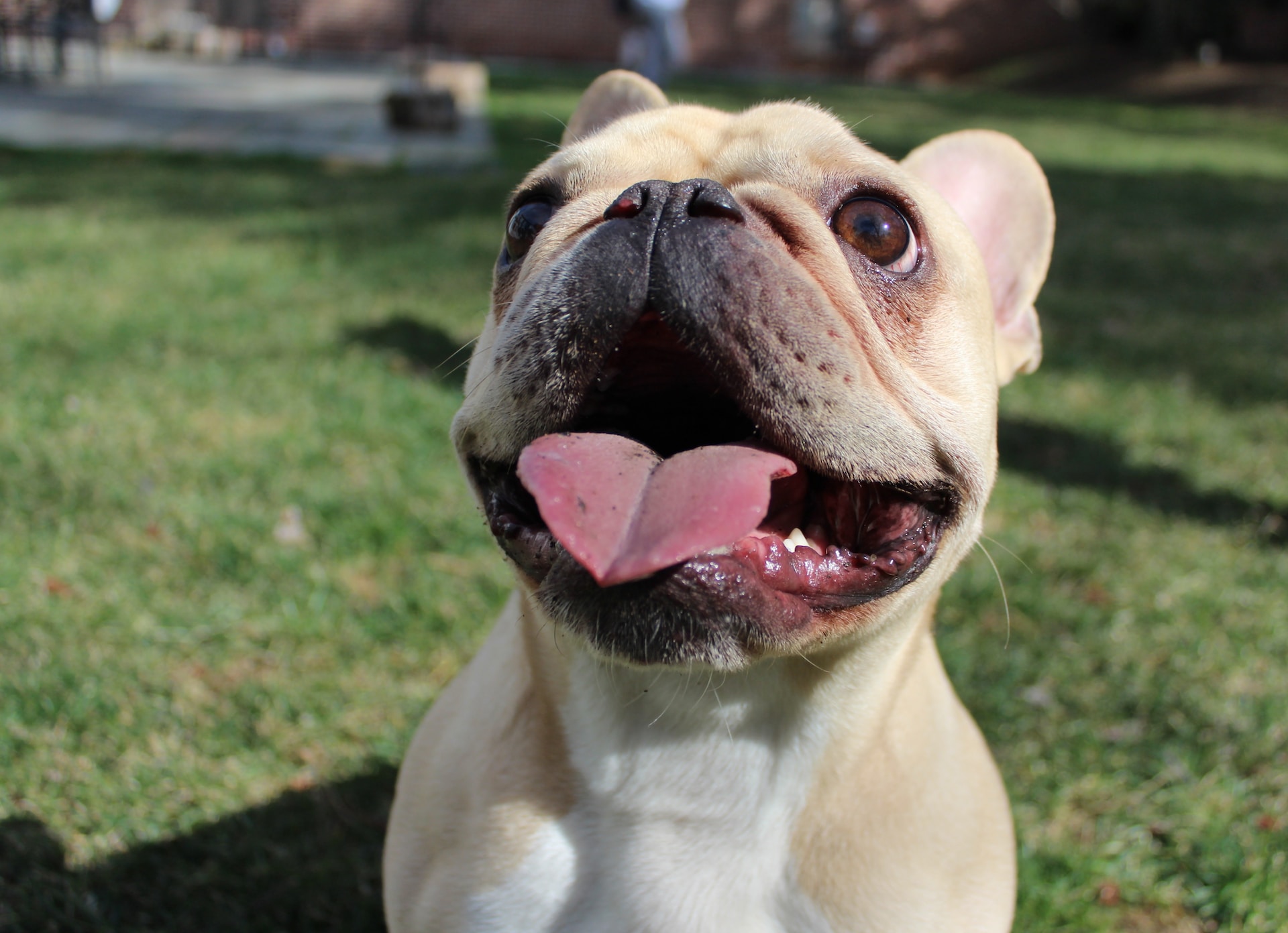 Happy French Bulldog. Image by May Gauthier from Unsplash.