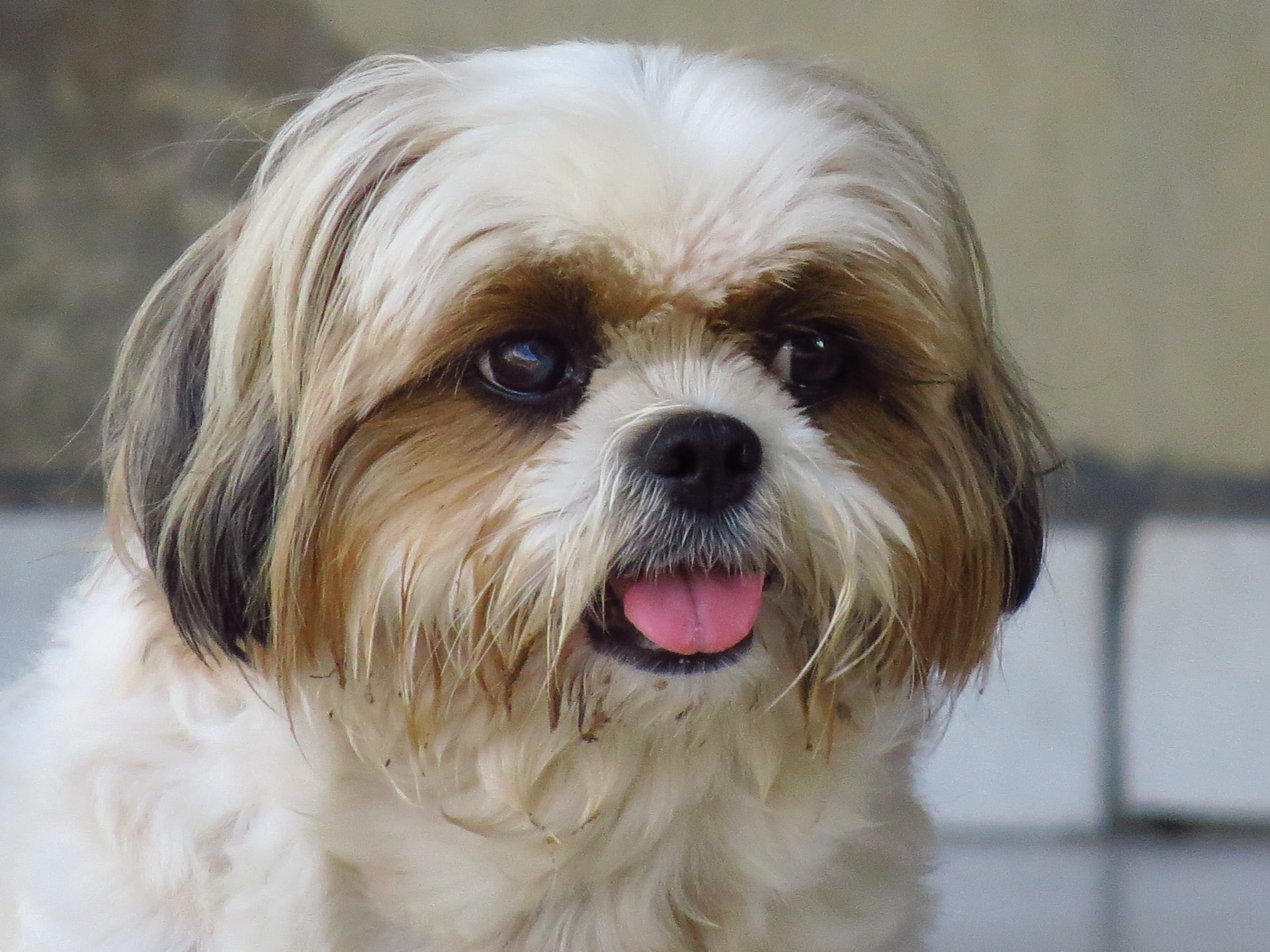 A white, brown and black colored Shih Tzu looking away from the camera with their tongue sticking out. Image by Dieny Portinanni from Unsplash.