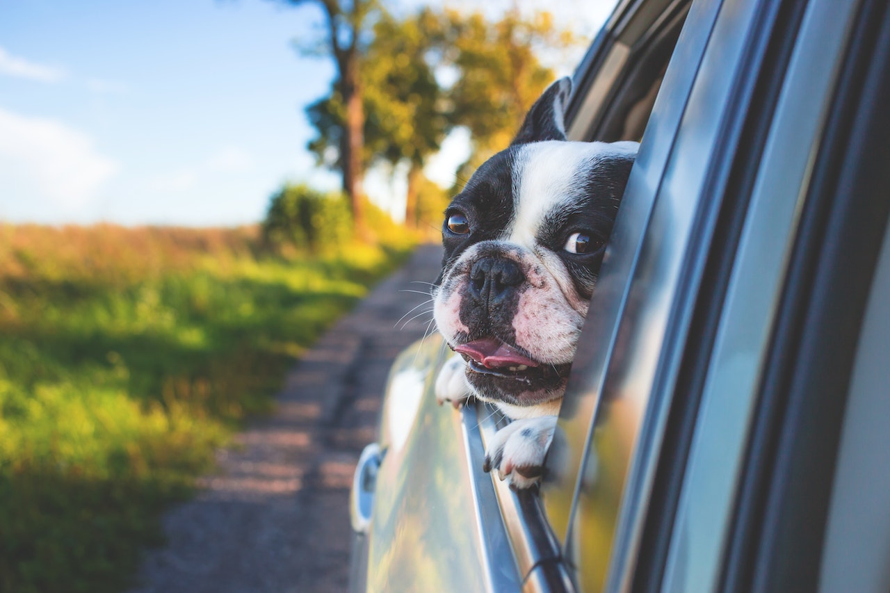 Bull Pug getting some fresh air from the car. Image by Freestocks.org on Pexels.
