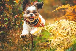 Shih Tzu dog mid jump with it's tongue out. Image by Venti Views on Unsplash.