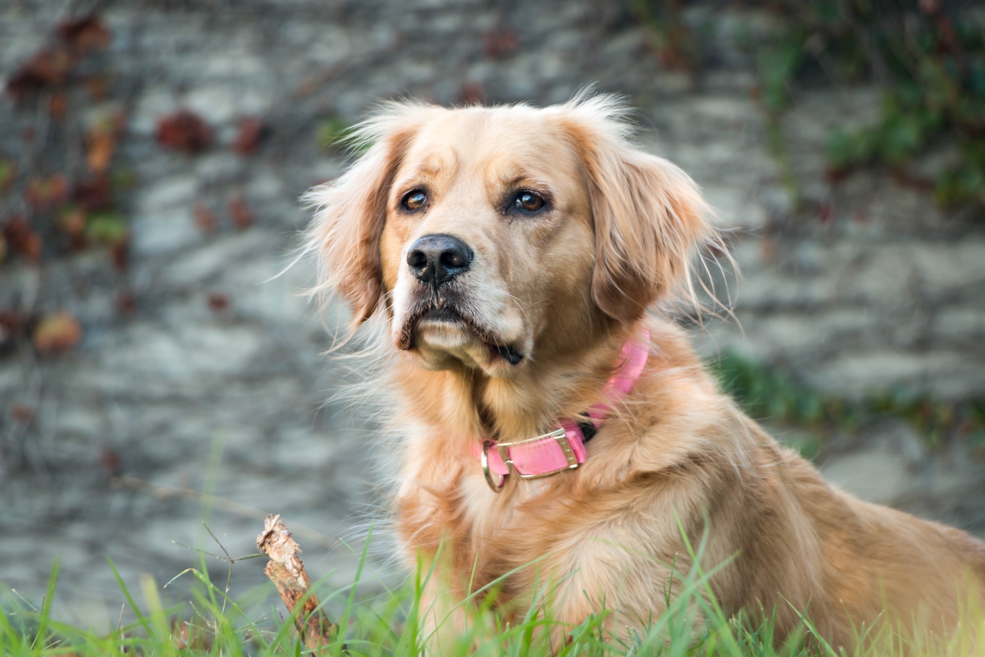 Golden Retriever playing in the grass. Image by Roberto Lopez from Unsplash.