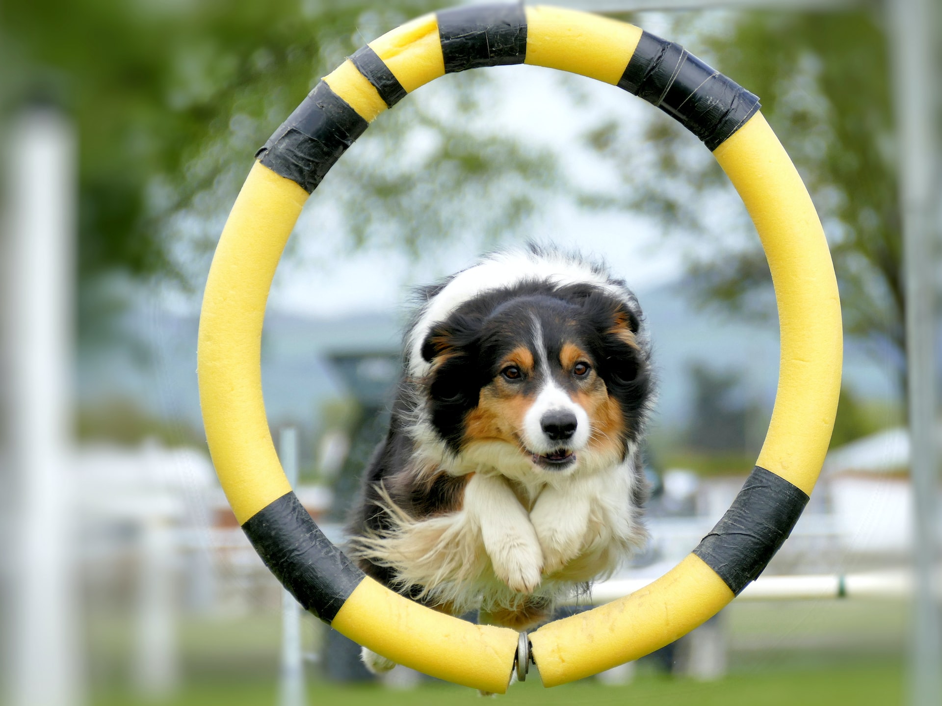 Exercising at the boarding kennel. Image by Andrea Lightfoot from Unsplash.
