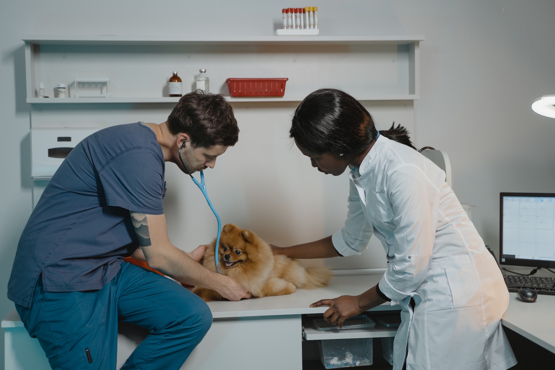 Vet providing a check up. Image by Tima Miroshnichenko from Pexels.